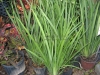 african-iris
