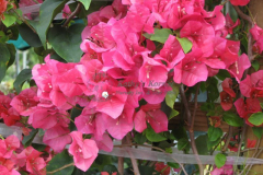 Barbara Karst Bougainvillea