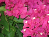 barbara-karst-bougainvillea-2