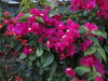 barbara-karst-bougainvillea-3
