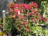 barbara-karst-bougainvillea-4