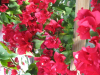 barbara-karst-bougainvillea-5