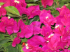 barbara-karst-bougainvillea-6
