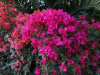 barbara-karst-bougainvillea-7