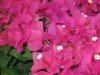 barbara-karst-bougainvillea