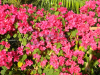 barbara-karst-red-bougainvillea-1