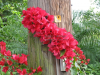 barbara-karst-red-bougainvillea-2
