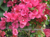 barbara-karst-red-bougainvillea-3