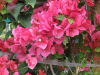 barbara-karst-red-bougainvillea