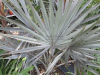 bismarkia-palm