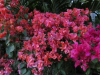 bougainvillea-in-evening