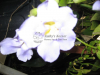 brunfelsia-bush