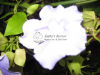 brunfelsia-plant