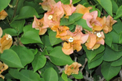 California Gold Bougainvillea