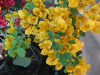 california-gold-bougainvillea-1