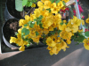 california-gold-bougainvillea-2