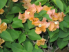 california-gold-bougainvillea