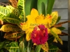 cattleya-orchid