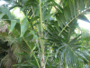 adonidia-or-christmas-palm