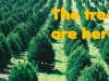 Christmas_tree_farm_IA11