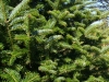 Balsam_Fir_Christmas_Tree_Pruning
