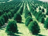 Christmas_tree_farm_IA