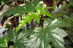 Dancing Girl Angel Wing Begonia