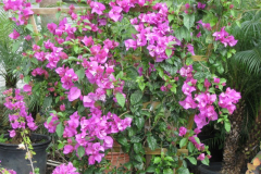 Elizabeth Angus Bougainvillea