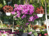 elizabeth-angus-bougainvillea