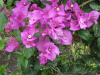 elizabeth-angus-purple-bougainvillea-1