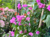 elizabeth-angus-purple-bougainvillea-2