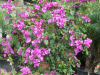 elizabeth-angus-purple-bougainvillea