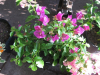 purple-bougainvillea