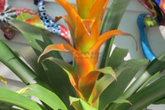 Guzmania Bromeliad