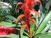 guzmania-bromeliad-1