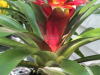 guzmania-bromeliad-2
