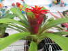 guzmania-bromeliad-3