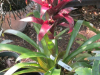 guzmania-bromeliad