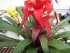 red-guzmania-bromeliad-1