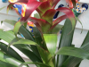red-guzmania-bromeliad