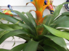 yellow-guzmania-bromeliad-1