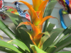 yellow-guzmania-bromeliad