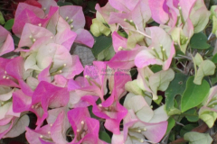 Imperial Thai Bougainvillea