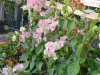imperial-thai-bougainvillea-1