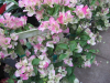 imperial-thai-bougainvillea-2