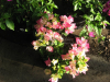 imperial-thai-bougainvillea