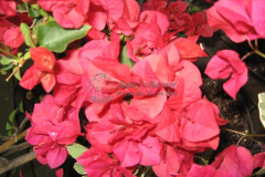 James Walker Bougainvillea