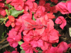 james-walker-bougainvillea