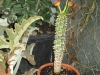 jatropha