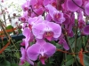 Lavendar Phalaenopsis Orchids